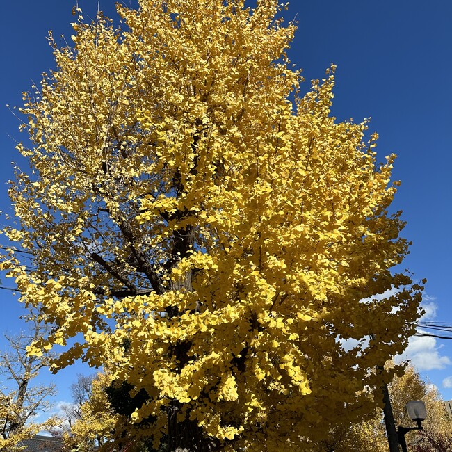 momin.のカバー写真