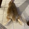 きなことふくちゃん