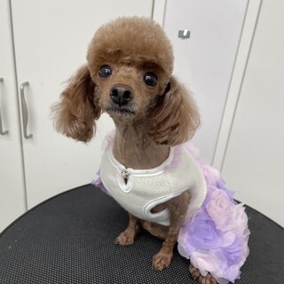 パンジーちゃん（4歳)トイプードル♀