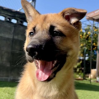 【2ヶ月半の人慣れし過ぎな女の子】元気でトイレ完璧