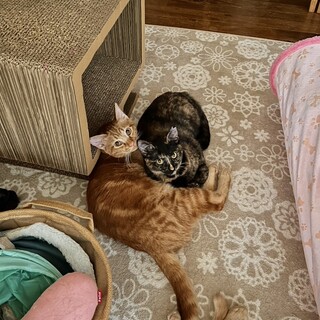 とても愛くるしい兄妹猫！