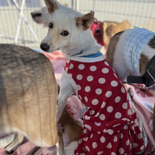 少し怖がりだけど犬は大好きな【オルビア】ちゃん♡
