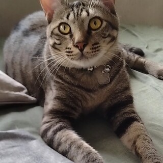 【おうち決定】存在感「大」☆大きな甘えんぼさん♂