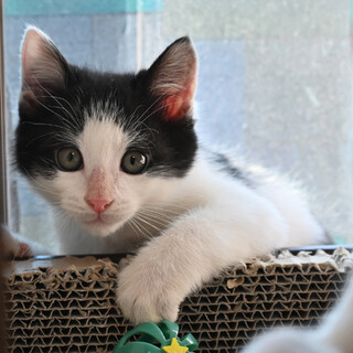 マッシュルームカットくん