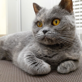 フレンドリーでとても穏やかな女の子