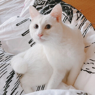 【12/17譲渡会】ハンデはスペシャル印♬サックス