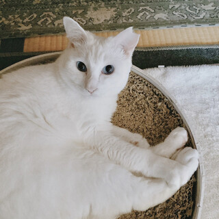 【12/17譲渡会】ハンデはスペシャル印♬あんにん