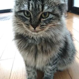 シラスちゃん・姉妹(ホタテと)一緒に幸せになりたい