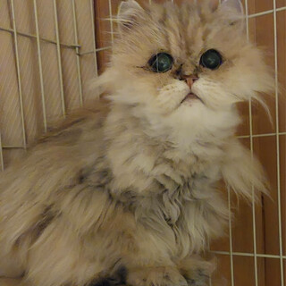 【ハレバレ】視力障害ありでも人馴れ中のペルシャ男子