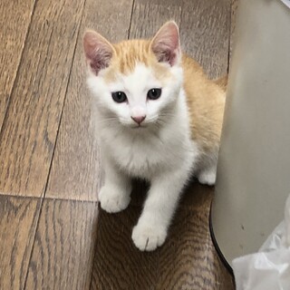 かわいいボブテイル・茶白の男の子♪