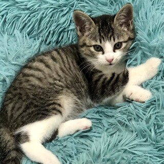 ホクロ模様がカワイイ・サバ白の男の子♪