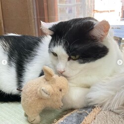 ★１２月１６日（土）「ねこの譲渡会」NPO法人Smile cat（室内） サムネイル2