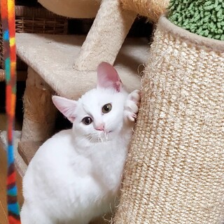可愛い白猫のマリーちゃん