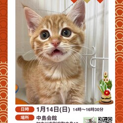 ごんまるキャット猫の譲渡会