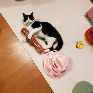 ずっとのお家が決まりました！