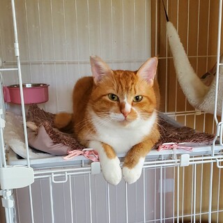 お外で頑張ってきた甘えん坊のきゅうちゃん