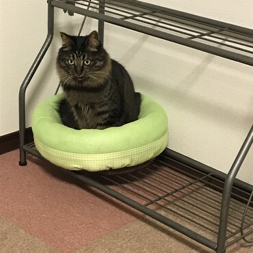 先住猫より1年間いじめられて成長した猫　引き取り保護し我が家の家族に