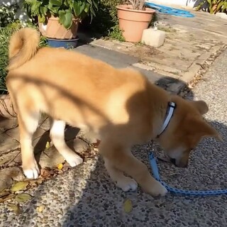 岡山市保健所☆お声かかり中