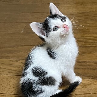 おっとり天然な甘えん坊　にかちゃん