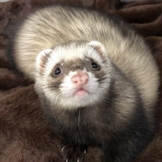 フェレットの女の子、3歳です