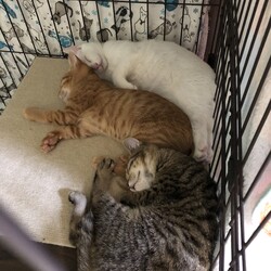 いちごファミリー記 その15