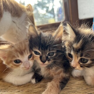 里親決まりました。ありがとうございます(*^^*)