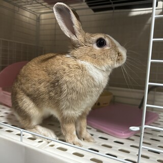 急募￤ミニウサギのラテちゃん￤飼育用品セット
