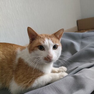 庭に住んでしまっている野良猫さん