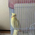 オカメインコ♀