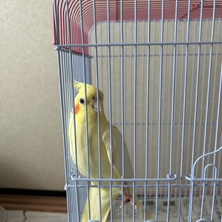 オカメインコ♀