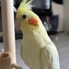 オカメインコ♀ サムネイル2