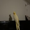 オカメインコ♀ サムネイル3