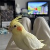 オカメインコ♀ サムネイル4