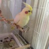 オカメインコ♀ サムネイル5