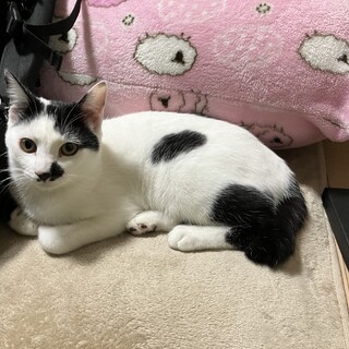 保健所引取り★こぶし君