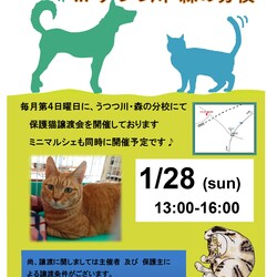 保護ねこ譲渡会 in うつつ川・森の分校