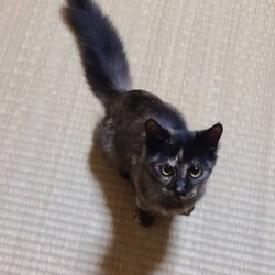 つくば（研究学園）猫の里親会 サムネイル2