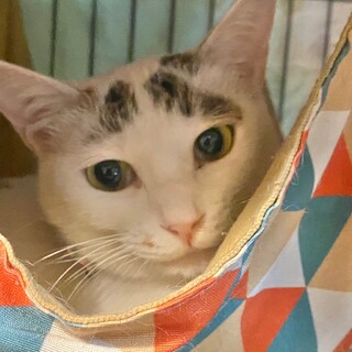 パッツン前髪がかわいい活発な「柚花ちゃん」