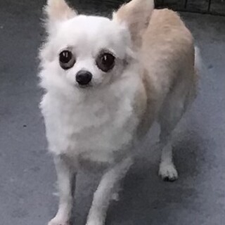 チワワ1歳10ヶ月女の子　里親さん募集