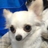 チワワ1歳10ヶ月女の子　里親さん募集 サムネイル2