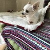 チワワ1歳10ヶ月女の子　里親さん募集 サムネイル3