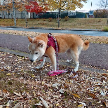 １ヶ月ぶりに拾えるウンチが出ておかあさん大喜び(о＾∇＾о)