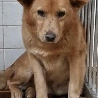 処分対象　収容期限12/19　延長なし