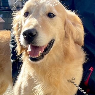 23-M391 イケメンのゴールデン君♪