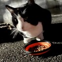 野良猫君の里親または預かり募集中！