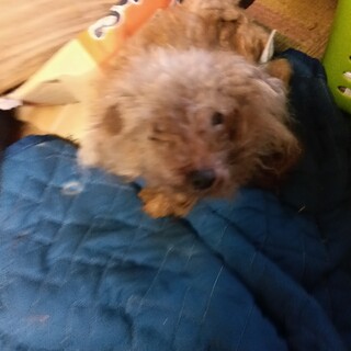 トイ・プードル