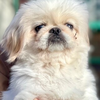 23-W392　おしゃれなペキの女の子です。