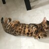 ベンガルの男の子 サムネイル2