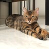 ベンガルの男の子 サムネイル3