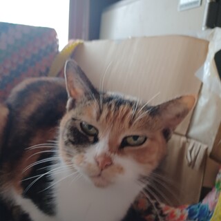 急ぎで、里親募集してます。